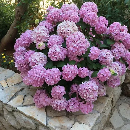 Jadranka Διαμέρισμα